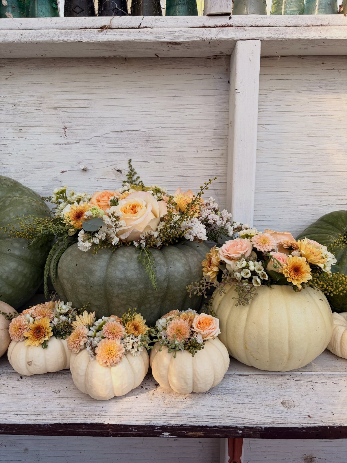 Green and white pumpkins filled with peach and orange flowers arranged on a white wooden shelf.